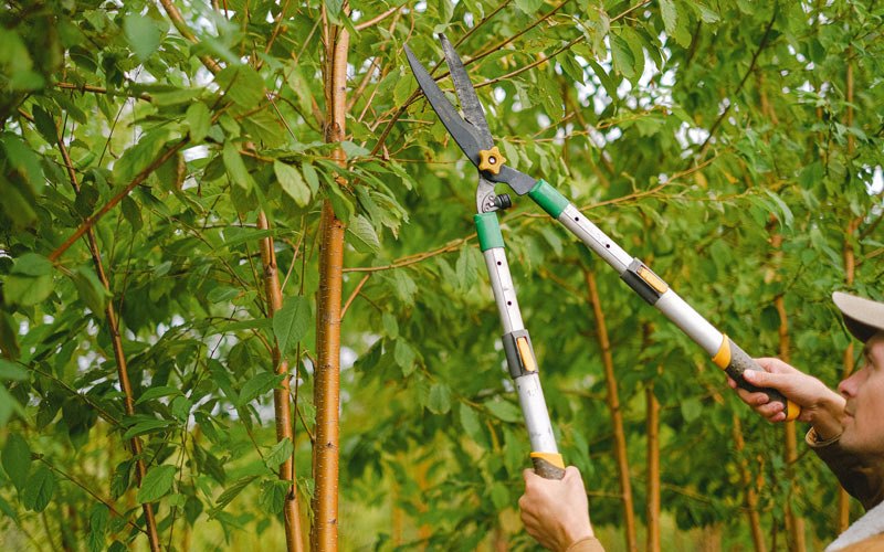 Tree trimming in Klamath Falls, OR